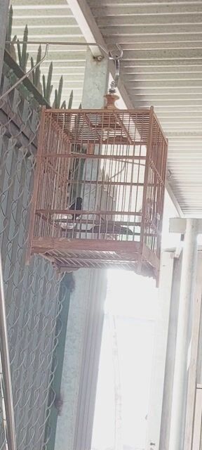 hút mật 7 màu Thuần ko lồng. Mua bán Chim tại Huyện Vĩnh Cửu Đồng Nai được đăng bởi Tấn Khang hình 1