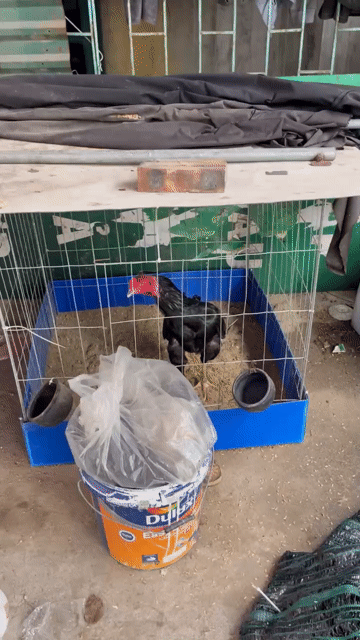 Gà trọi Ô chân vàng. Mua bán Gà tại Quận Hà Đông Hà Nội được đăng bởi Nguyễn Thị Cẩm Giang hình 1