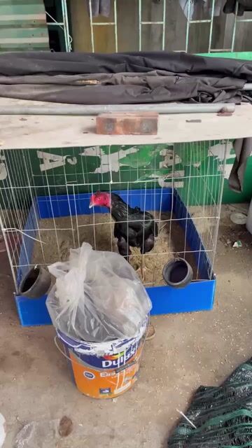 Gà trọi Ô chân vàng. Mua bán Gà tại Quận Hà Đông Hà Nội được đăng bởi Nguyễn Thị Cẩm Giang hình 1