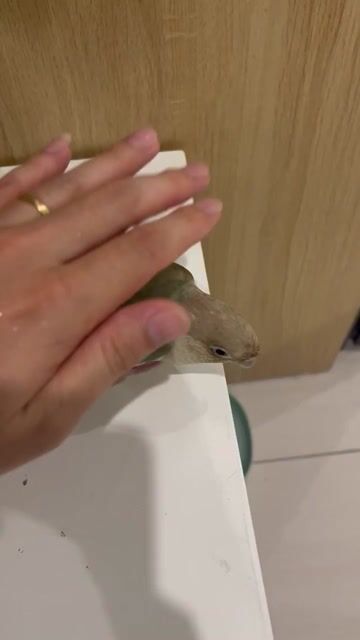 Chim Greencheck Xanh Nâu Không tật lỗi. Mua bán Chim tại Huyện Gia Lâm Hà Nội được đăng bởi Minhpt hình 1