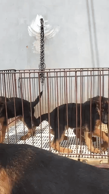 Chó Becgie 6-7kg đã tiêm phòng. Mua bán Chó tại Huyện Bình Chánh Tp Hồ Chí Minh được đăng bởi Dung dung  hình 1