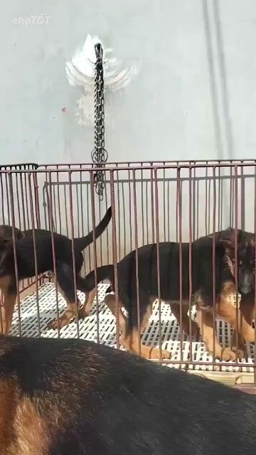 Chó Becgie 6-7kg đã tiêm phòng. Mua bán Chó tại Huyện Bình Chánh Tp Hồ Chí Minh được đăng bởi Dung dung  hình 1