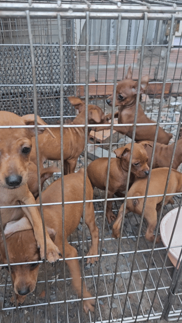 Chó Phốc Hươu mini Đực Cái Nâu. Mua bán Chó tại Quận Bình Tân Tp Hồ Chí Minh được đăng bởi Hung hình 1