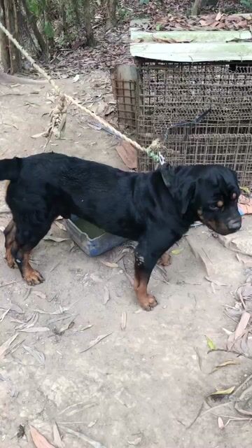 Chó Đực Đen vàng Hơn 1 tuổi. Mua bán Chó tại Thành phố Biên Hòa Đồng Nai được đăng bởi Vinh hình 1