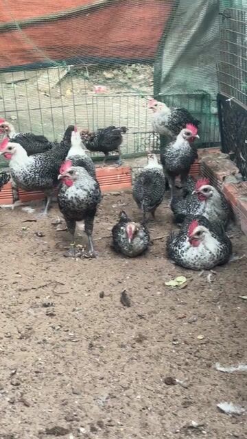 ga ai cap trống. Mua bán Gà tại Thành phố Thủ Dầu Một Bình Dương được đăng bởi khoa nguyen hình 1