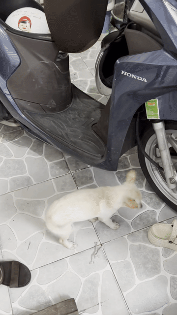 Chó Lai Chihuahua nhỏ. Mua bán Chó tại Quận 12 Tp Hồ Chí Minh được đăng bởi ATY hình 1