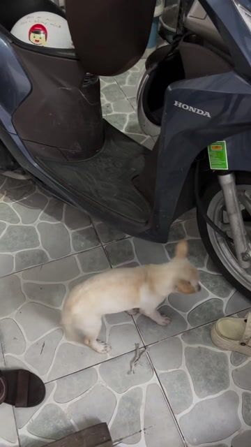 Chó Lai Chihuahua nhỏ. Mua bán Chó tại Quận 12 Tp Hồ Chí Minh được đăng bởi ATY hình 1