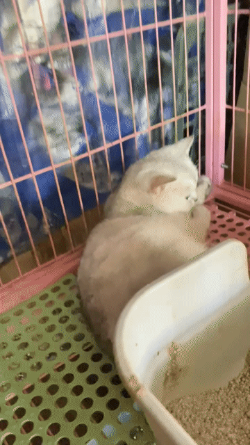Mèo Silver bầu phối Golden chân lùn. Mua bán Mèo tại Huyện Châu Đức Bà Rịa - Vũng Tàu được đăng bởi Thùy Dương hình 1