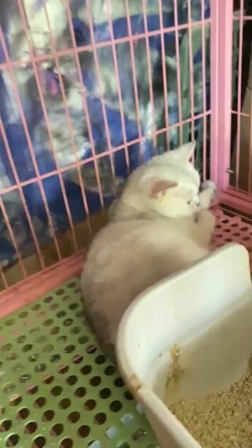 Mèo Silver bầu phối Golden chân lùn. Mua bán Mèo tại Huyện Châu Đức Bà Rịa - Vũng Tàu được đăng bởi Thùy Dương hình 1