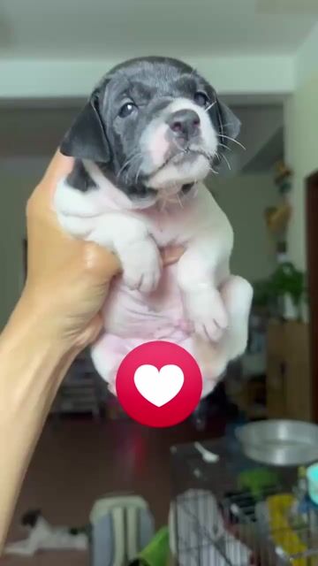 Chó con Đen trắng. Mua bán Chó tại Huyện Bình Chánh Tp Hồ Chí Minh được đăng bởi Duong tu linh hình 1