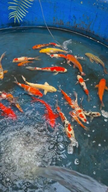 Cá Koi Mini F1 nhật 15-25cm, giá cân kí. Mua bán Thú cưng khác tại Thành phố Thủ Đức Tp Hồ Chí Minh được đăng bởi Nguyen Sang hình 1