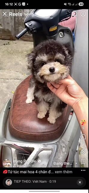 em mới mua cần bán lại. Mua bán Chó tại Quận Bình Thạnh Tp Hồ Chí Minh được đăng bởi Hà Xuân Hoàn hình 1