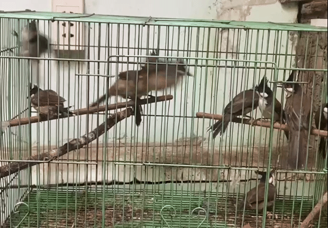 Chim chào mào to xấu lông  10 con tặng lồng. Mua bán Chim tại Quận Tân Phú Tp Hồ Chí Minh được đăng bởi Khang  100 Vườn lài hình 1