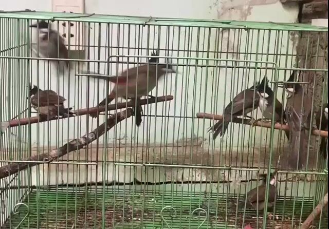 Chim chào mào to xấu lông  10 con tặng lồng. Mua bán Chim tại Quận Tân Phú Tp Hồ Chí Minh được đăng bởi Khang  100 Vườn lài hình 1