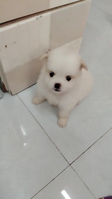 Chó Phốc Sóc F1 con. Mua bán Chó tại Thành phố Long Xuyên An Giang được đăng bởi PHAN TUAN ANH hình 1