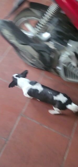 Cần Tìm Nhà Mới Cho Em Đen Trắng. Mua bán Chó tại Huyện Thường Tín Hà Nội được đăng bởi ok hình 1