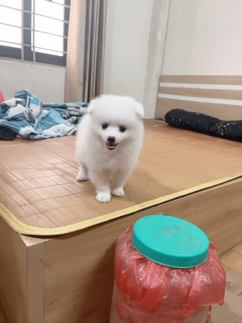 Chó Phốc Sóc Trắng Đã tiêm phòng Lanh lợi. Mua bán Chó tại Quận 12 Tp Hồ Chí Minh được đăng bởi dung hình 1