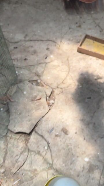 Gà Serama trưởng thành. Mua bán Gà tại Huyện Phú Tân An Giang được đăng bởi Nam tre bắc cộc hình 1