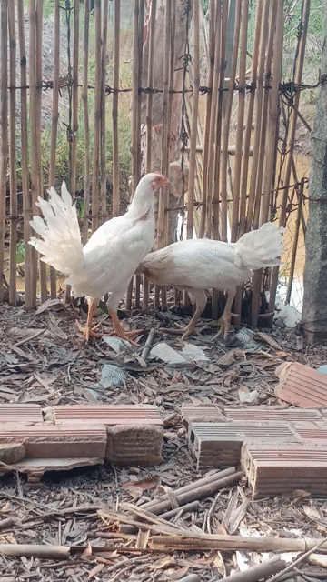 Gà nòi Mỹ Trống mái. Mua bán Gà tại Huyện Long Mỹ Hậu Giang được đăng bởi chuyen nòi mỹ hatch vs kelso  hình 1