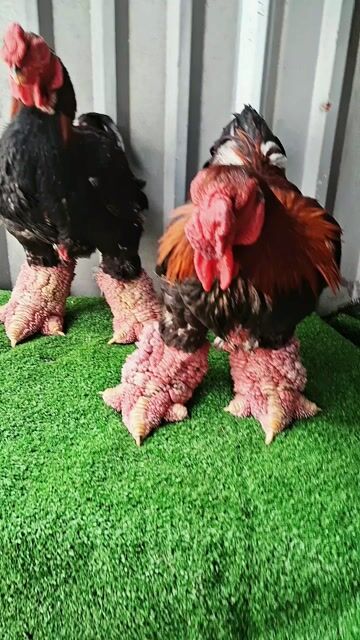 Gà thịt 5-5.5kg đen chân khủng vip ❤️❤️❤️. Mua bán Gà tại Thành phố Thủ Đức Tp Hồ Chí Minh được đăng bởi chuyên cung cấp gà đông tảo thuần chủng  hình 1