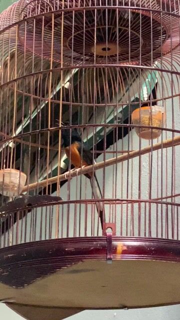 thanh lý chim và lồng. Mua bán Chim tại Quận Tân Bình Tp Hồ Chí Minh được đăng bởi Nguyễn quốc hùng hình 1