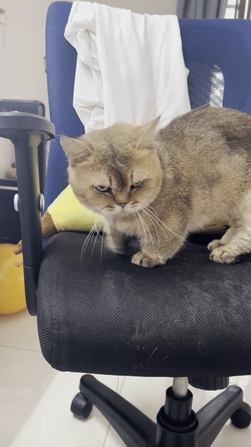 Mèo Munchkin đực 2 tuổi. Mua bán Mèo tại Huyện Hóc Môn Tp Hồ Chí Minh được đăng bởi Ơ Đây Chi Co Meo Xinh hình 1