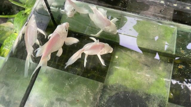 Chép sư tử Trắng 10-12cm .. Mua bán Thú cưng khác tại Quận Bình Tân Tp Hồ Chí Minh được đăng bởi Bùi Tấn Khuynh hình 1