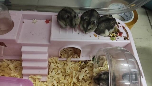 Chuột Hamster sóc nhỏ. Mua bán Thú cưng khác tại Huyện Bình Chánh Tp Hồ Chí Minh được đăng bởi Nguyễn Mai hình 1