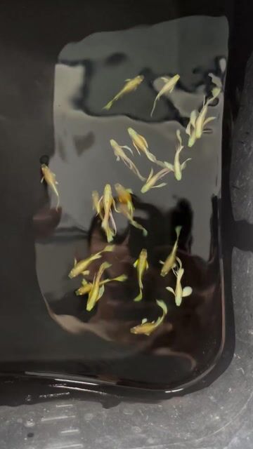 Cá bảy màu Vàng full gold 20 con. Mua bán Thú cưng khác tại Quận Hải Châu Đà Nẵng được đăng bởi Mai Phương hình 1