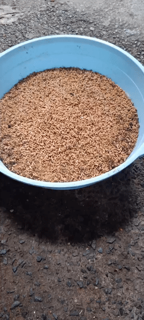 Thức ăn Sâu Canxi sạch thảo dược. Mua bán Phụ kiện, Thức ăn, Dịch vụ tại Huyện Hóc Môn Tp Hồ Chí Minh được đăng bởi Lân Võ hình 1