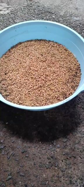 Thức ăn Sâu Canxi sạch thảo dược. Mua bán Phụ kiện, Thức ăn, Dịch vụ tại Huyện Hóc Môn Tp Hồ Chí Minh được đăng bởi Lân Võ hình 1