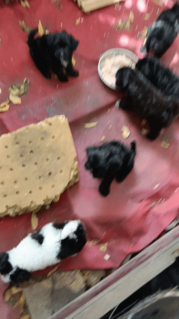 Chó Poodle con Đen, Trắng đen đã tiêm. Mua bán Chó tại Huyện Hóc Môn Tp Hồ Chí Minh được đăng bởi Nguyễn Van hình 1