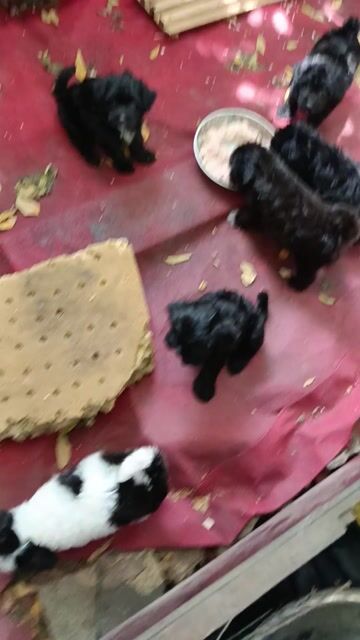 Chó Poodle con Đen, Trắng đen đã tiêm. Mua bán Chó tại Huyện Hóc Môn Tp Hồ Chí Minh được đăng bởi Nguyễn Van hình 1