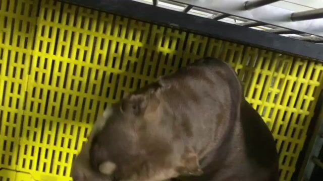 Chó Pitbull Cái 20kg Nâu, kem 1.5 tuổi. Mua bán Chó tại Quận 8 Tp Hồ Chí Minh được đăng bởi Hoàng Yến hình 1