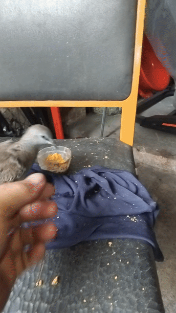 Chim Bồ câu Malai Nâu Khỏe mạnh. Mua bán Chim tại Thành phố Dĩ An Bình Dương được đăng bởi Hai Tran hình 1