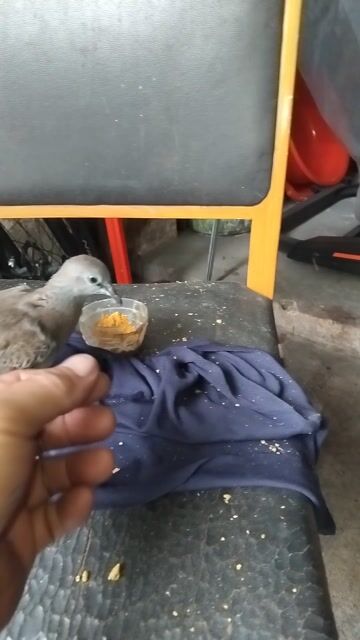 Chim Bồ câu Malai Nâu Khỏe mạnh. Mua bán Chim tại Thành phố Dĩ An Bình Dương được đăng bởi Hai Tran hình 1