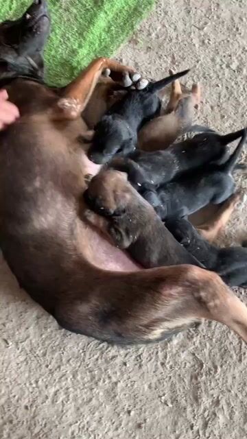Chó Becgie Đen, Nâu đã biết ăn. Mua bán Chó tại Huyện Bình Chánh Tp Hồ Chí Minh được đăng bởi tài lê hình 1