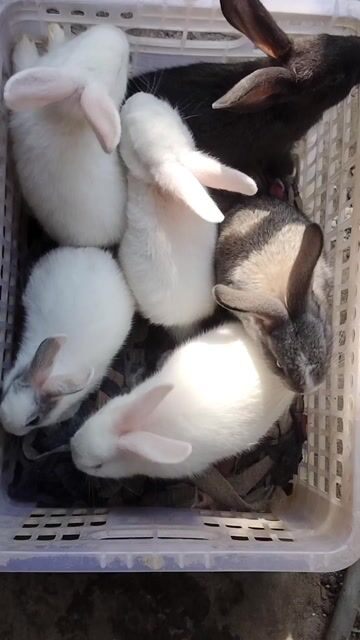 Thỏ New Zealand Trắng Đen. Mua bán Thú cưng khác tại Thành phố Vĩnh Long Vĩnh Long được đăng bởi văn minh thành hình 1