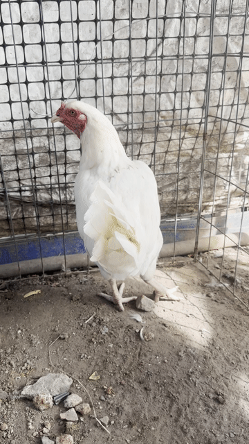 Gà Mỹ mái 2.2kg Trắng. Mua bán Gà tại Quận 12 Tp Hồ Chí Minh được đăng bởi Trịnh Hữu Phúc hình 1