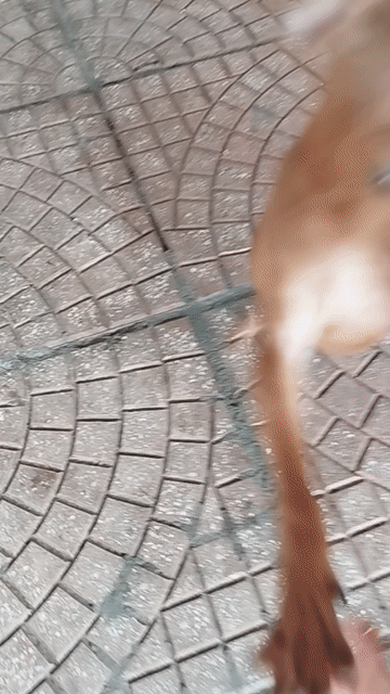 Chó Phốc Hươu cái 2 tháng màu Nâu. Mua bán Chó tại Quận Đống Đa Hà Nội được đăng bởi Huế hình 1