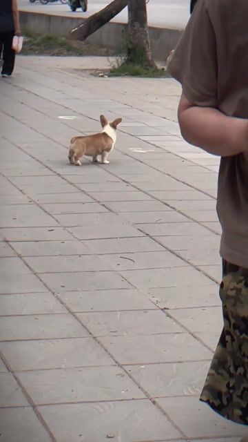 Chó Corgi cái 4 tháng đã tiêm. Mua bán Chó tại Quận Hoàng Mai Hà Nội được đăng bởi 做重 hình 1