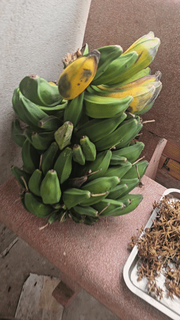 Chuối hột. Mua bán Đồ ăn, thực phẩm và các loại khác tại Thị xã Bến Cát Bình Dương được đăng bởi anh tranquoc hình 1