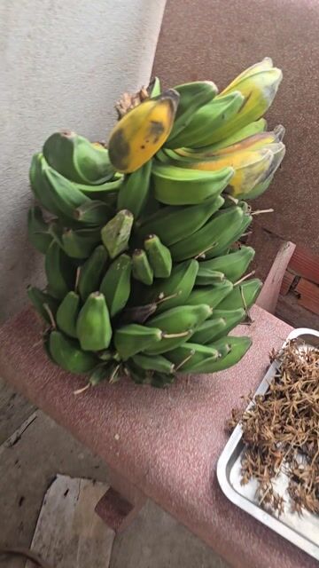 Chuối hột. Mua bán Đồ ăn, thực phẩm và các loại khác tại Thị xã Bến Cát Bình Dương được đăng bởi anh tranquoc hình 1