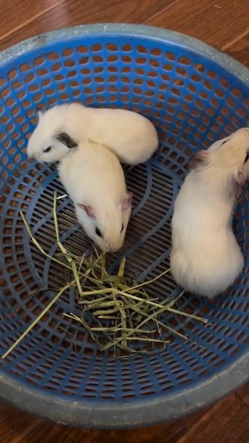 Chuột lang Bọ ú Trắng. Mua bán Thú cưng khác tại Quận Bắc Từ Liêm Hà Nội được đăng bởi Mai Phuong hình 1