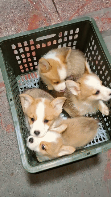 một rổ chó corgi đáng yêu. Mua bán Chó tại Quận Nam Từ Liêm Hà Nội được đăng bởi Tùng Lâm corgi hình 1