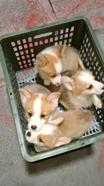 một rổ chó corgi đáng yêu. Mua bán Chó tại Quận Nam Từ Liêm Hà Nội được đăng bởi Tùng Lâm corgi hình 1