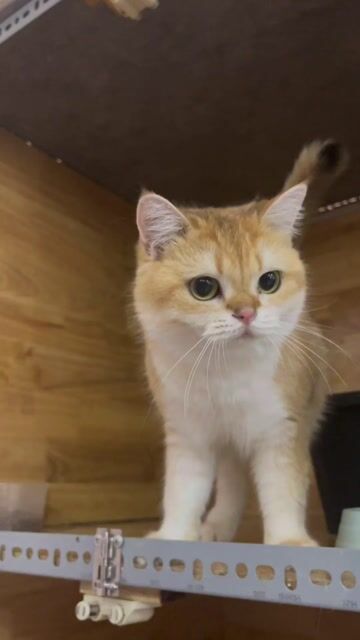 Cần gả 2 bé Golden đực lùn-cao. Mua bán Mèo tại Quận Tân Phú Tp Hồ Chí Minh được đăng bởi Nguyễn Quỳnh Nhi hình 1