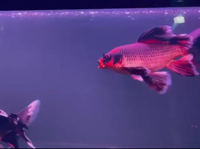 Cá cảnh Cá vàng Đỏ, đen, trắng. Mua bán Thú cưng khác tại Thành phố Biên Hòa Đồng Nai được đăng bởi Sơn Lưu hình 1