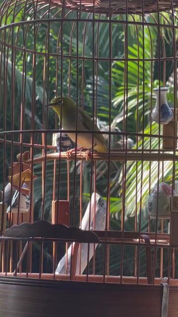 Chim Khuyên 1 mùa hơn Vàng xanh. Mua bán Chim tại Quận 7 Tp Hồ Chí Minh được đăng bởi gà con hình 1