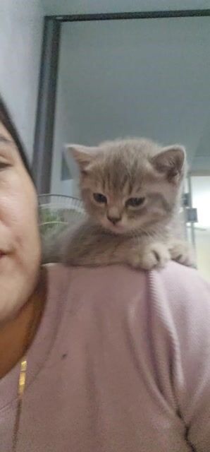 Mèo Anh lông ngắn 5 tháng tuổi Xám. Mua bán Mèo tại Huyện Tiên Du Bắc Ninh được đăng bởi Mai Luong thi hình 1